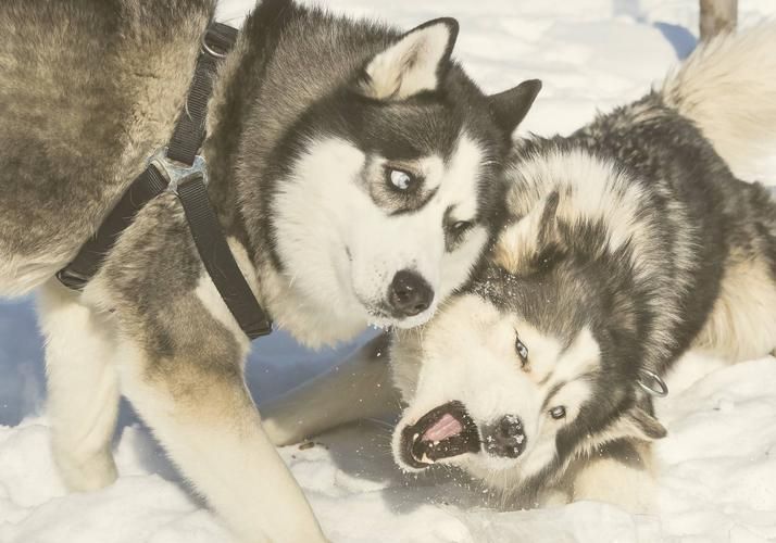 Хаски близко: откройте северный характер без дальних дорог